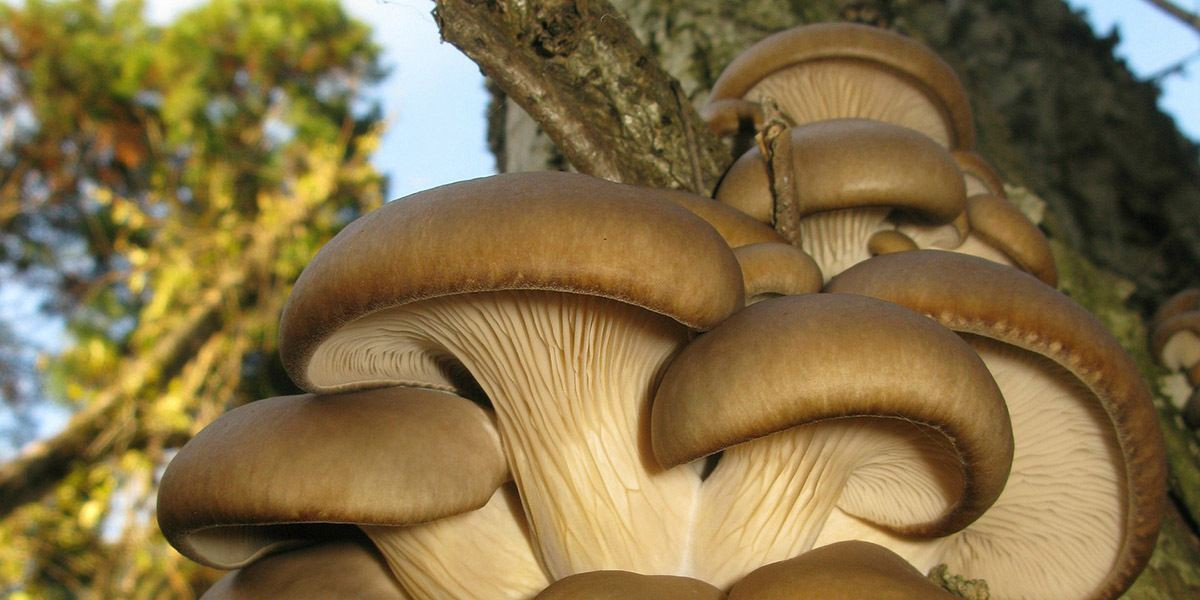 Pearl Oyster Mushrooms
 A plete Guide To Oyster Mushrooms GroCycle