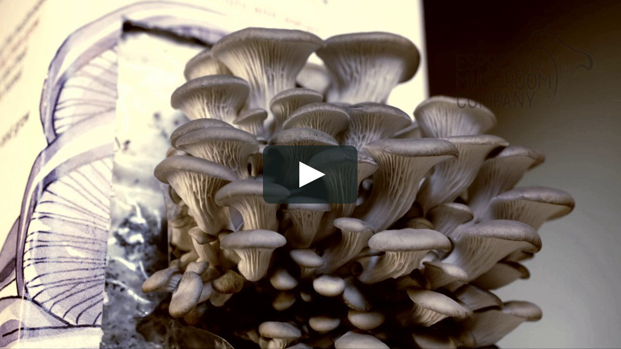 Pearl Oyster Mushrooms
 Pearl Oyster Mushroom time lapse video Kitchen Garden