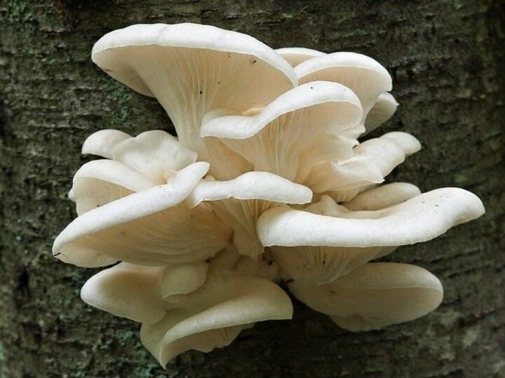 Pearl Oyster Mushrooms
 100 Pearl Oyster Mushroom Plugs Grow Gourmet Mushrooms on