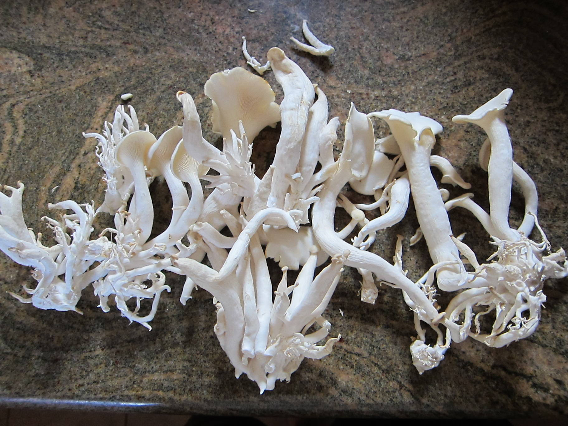 Pearl Oyster Mushrooms
 Pearl oyster fruiting problem Gourmet and Medicinal