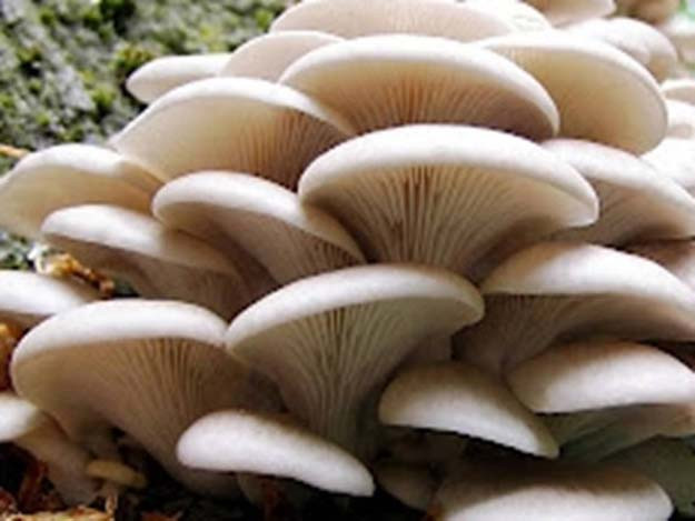Pearl Oyster Mushrooms
 Grow Plants in Buckets