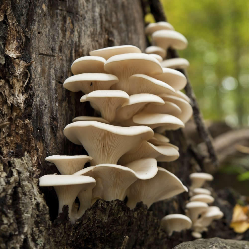 Pearl Oyster Mushrooms
 PEARL OYSTER MUSHROOM PLUG SPAWN LOG & TREE FUNGI