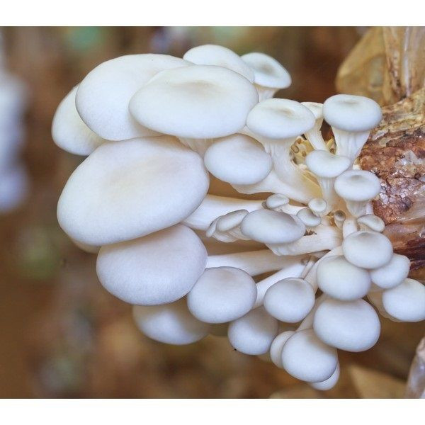 Pearl Oyster Mushrooms
 20 g WHITE PEARL OYSTER Mushroom Mycelium Spores Spawn