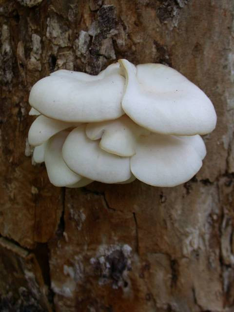 Pearl Oyster Mushrooms
 Pearl Oyster Mushroom Pleurotus ostreatus Liquid Culture