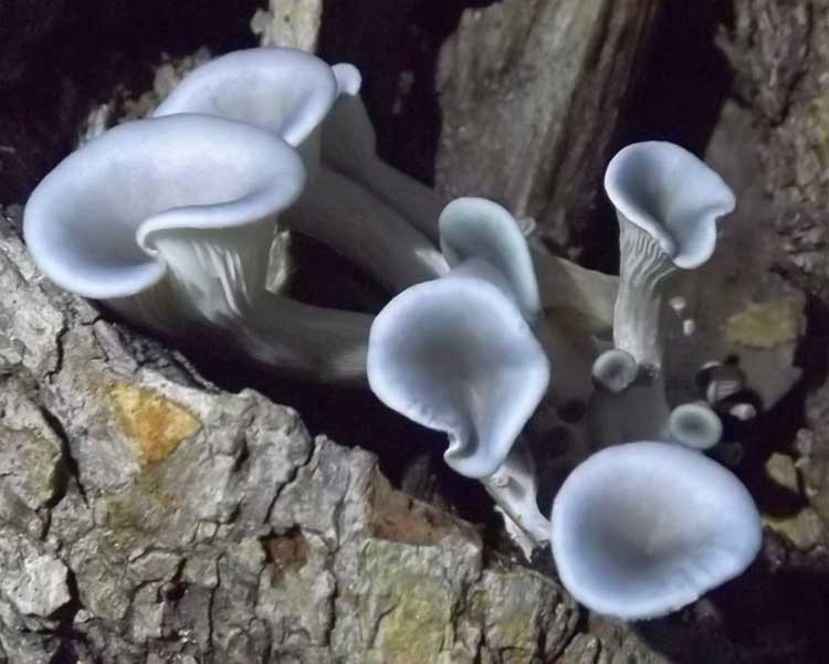 Pearl Oyster Mushrooms
 How To Grow Your Oyster Mushrooms Step By Step