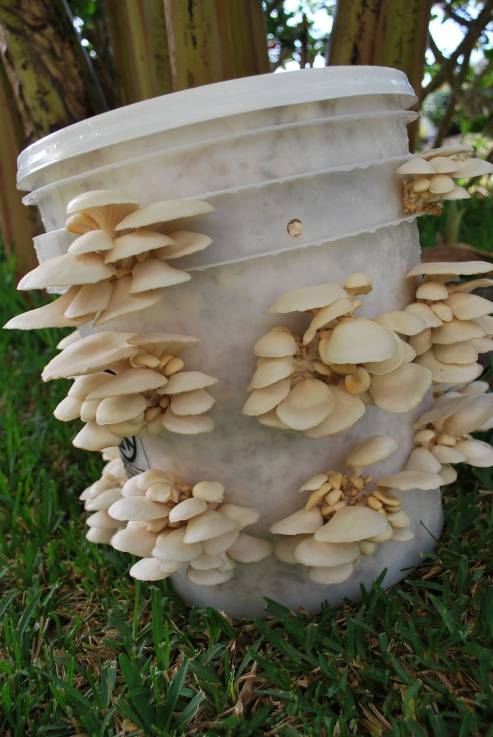 Pearl Oyster Mushrooms
 Pearl Oyster mushroom 20 gr of mushroom spores integrated