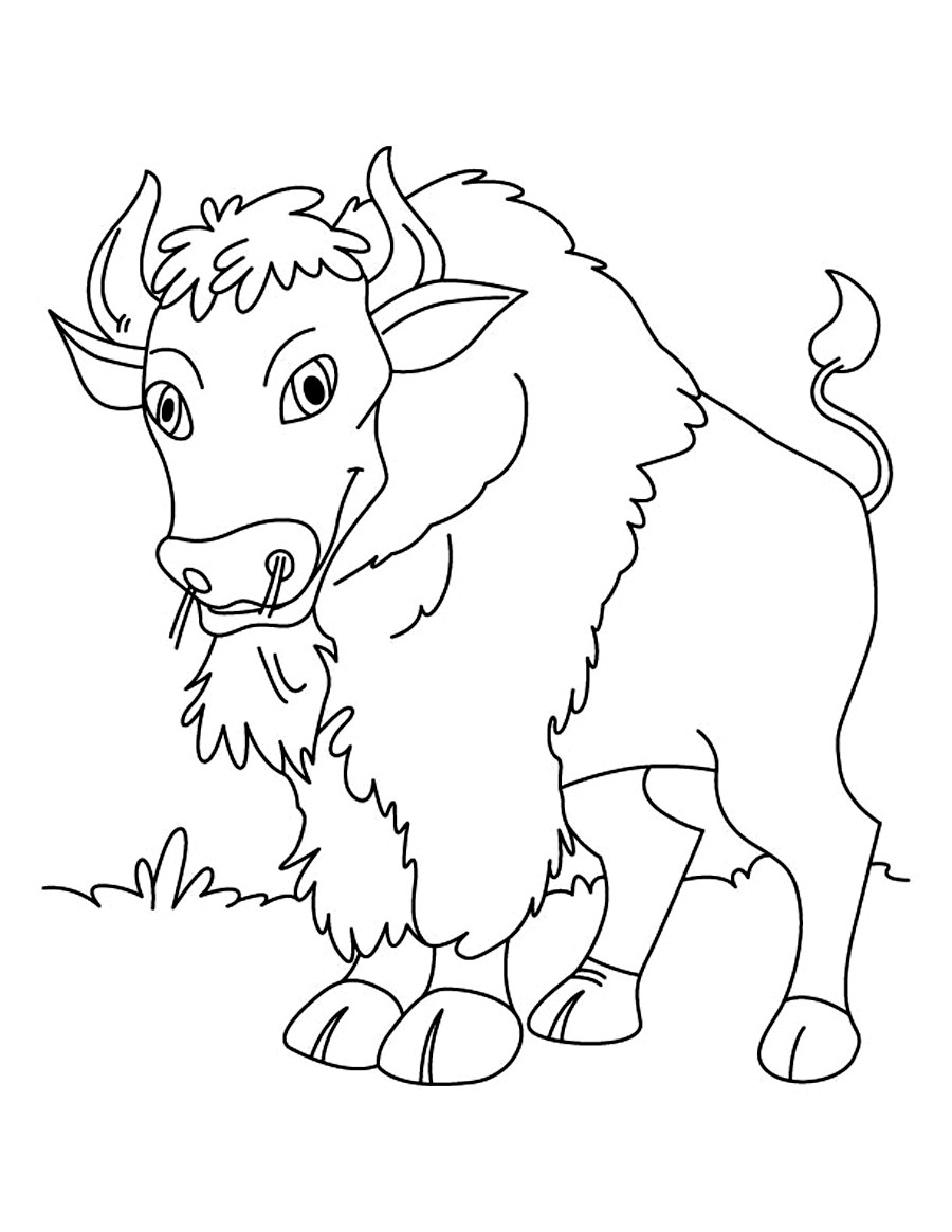 Printable Coloring For Kids
 Free Printable Bison Coloring Pages For Kids