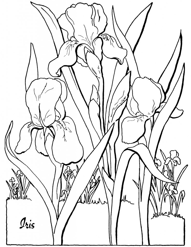 Printable Coloring Pages For Adults
 Free Adult Floral Coloring Page The Graphics Fairy