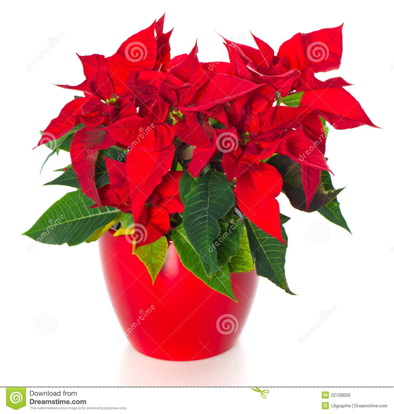 Red Christmas Flower
 Beautiful Poinsettia Red Christmas Flower Stock