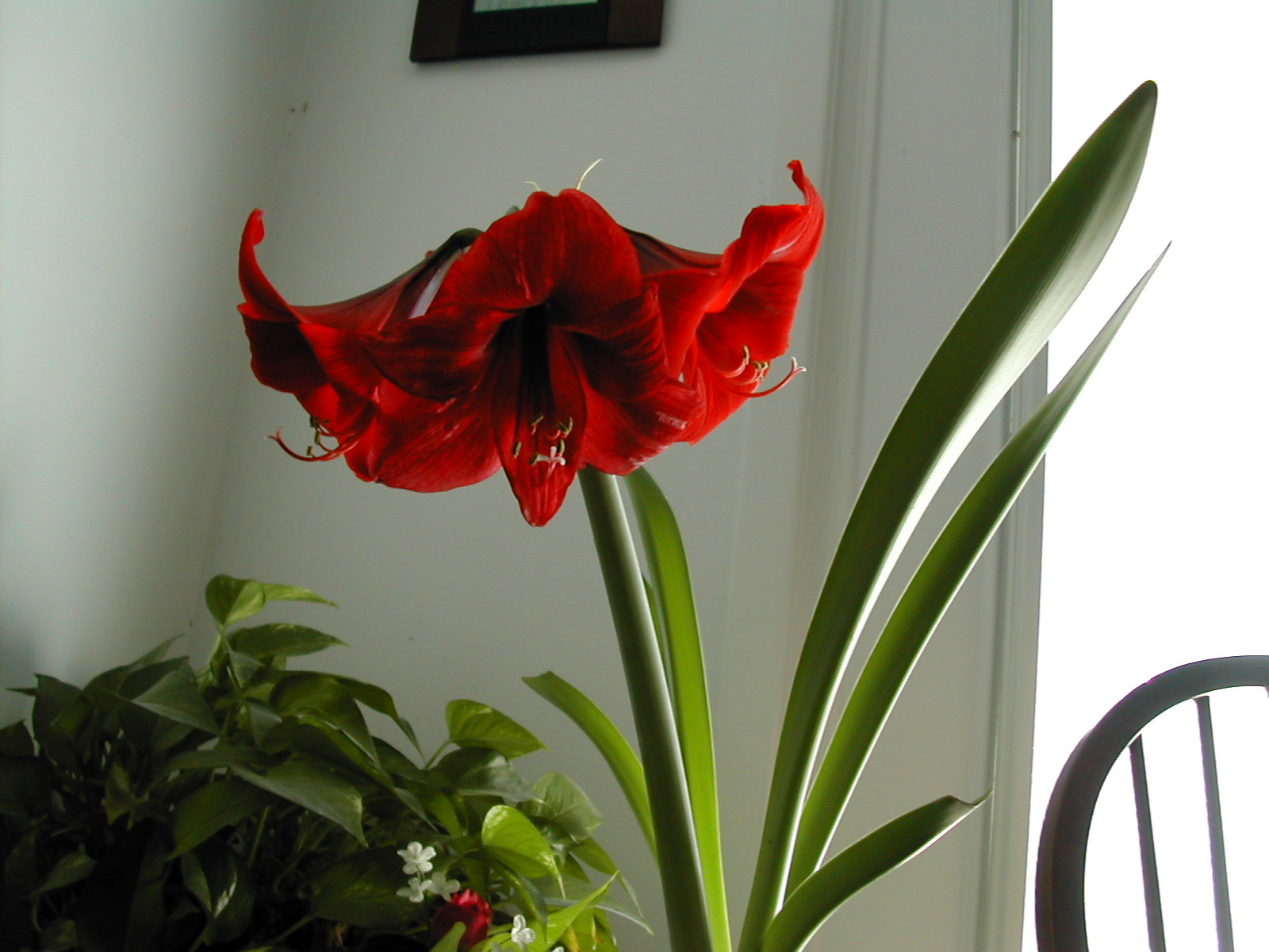 Red Christmas Flower
 The Other Red Christmas Flower Amaryllis Planting and