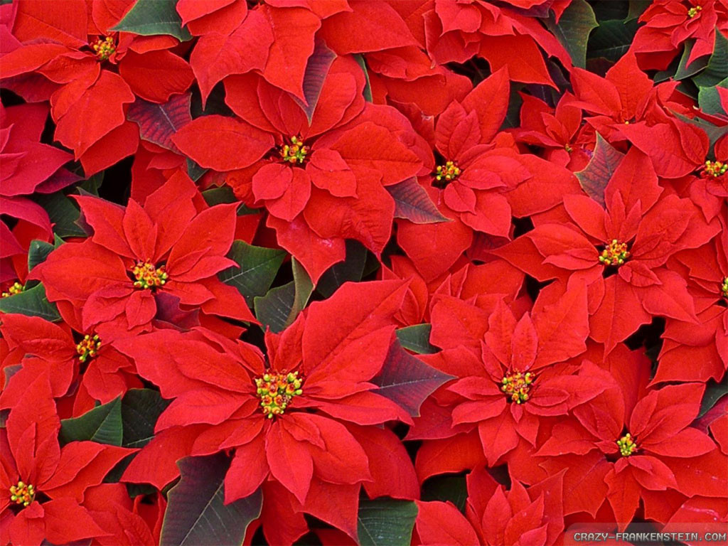Red Christmas Flower
 Red Flowers For Christmas 11 Background Wallpaper