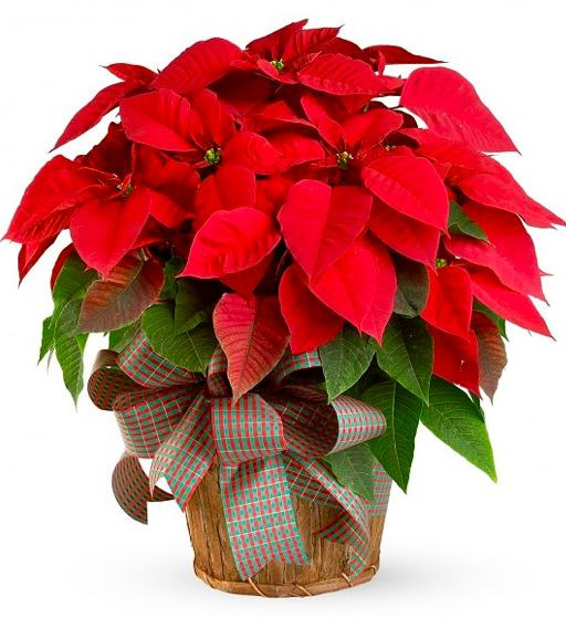 Red Christmas Flower
 The Farmer Fred Rant Poinsettia Pointers