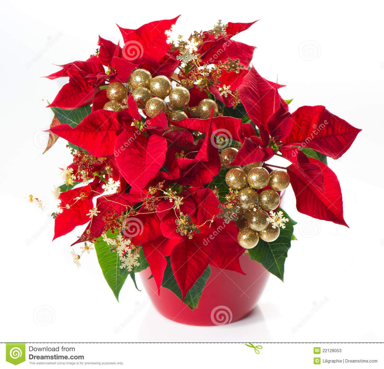 Red Christmas Flower
 Red Poinsettia Christmas Flower With Golden Deco Stock