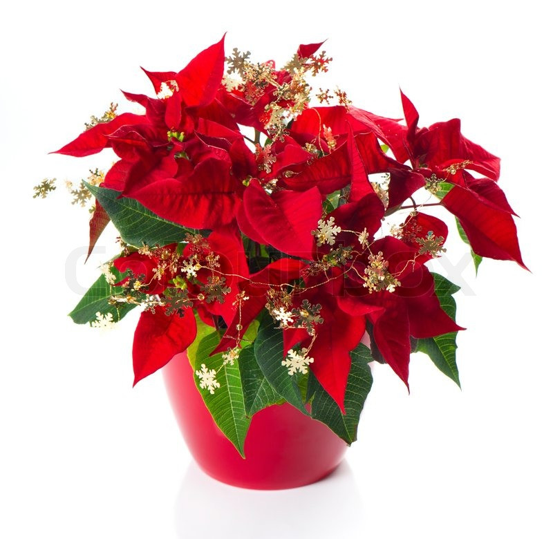 Red Christmas Flower
 Red poinsettia christmas flower with golden decoration