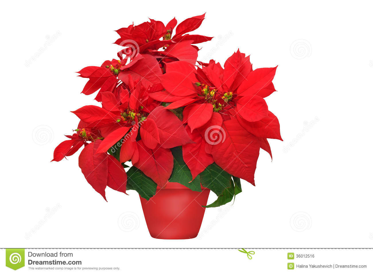 Red Christmas Flower
 Beautiful poinsettia stock photo Image of celebration