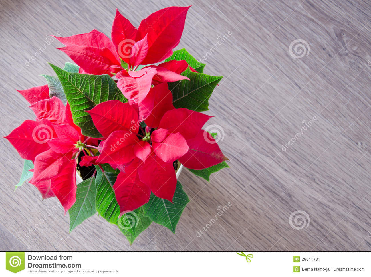 Red Christmas Flower
 Red Christmas Flower Poinsettia Stock Image Image