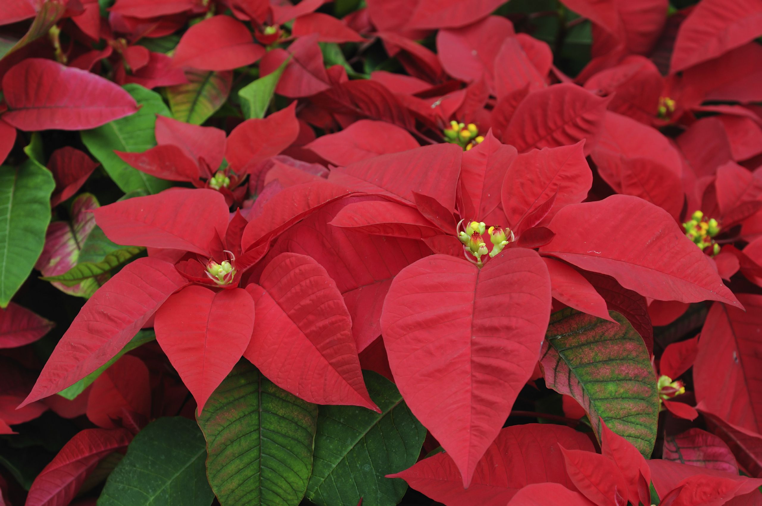 Red Christmas Flower
 Are poinsettias poisonous What science says about mon