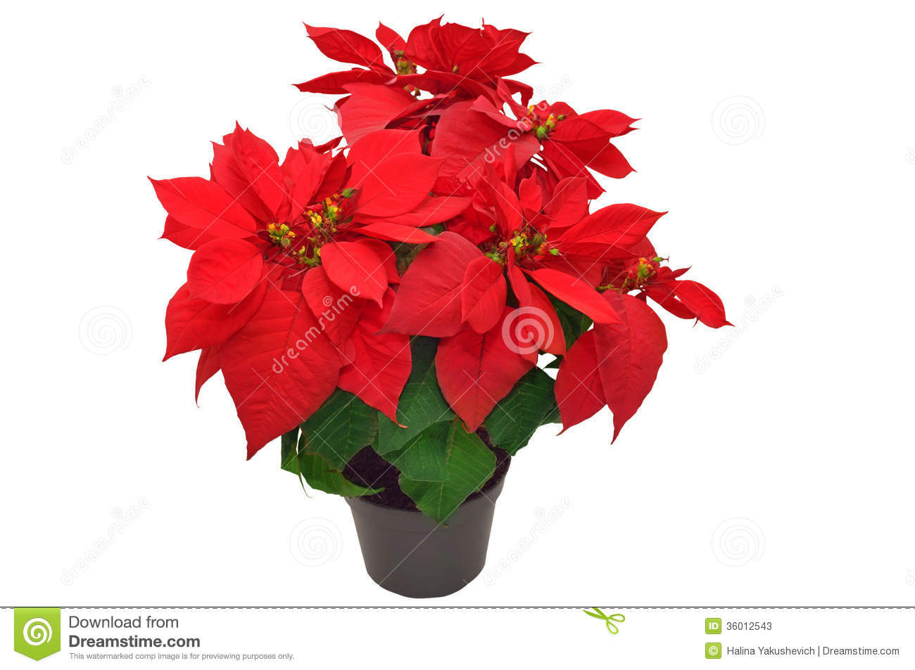 Red Christmas Flower
 Beautiful Poinsettia Stock s Image