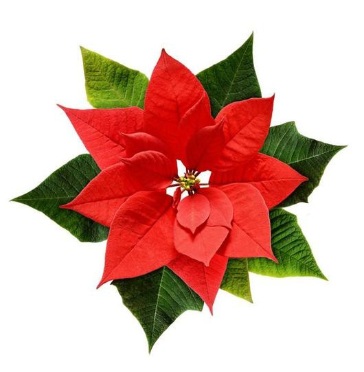 Red Christmas Flower
 Red Christmas Poinsettia Flower Wall Decal – WallMonkeys