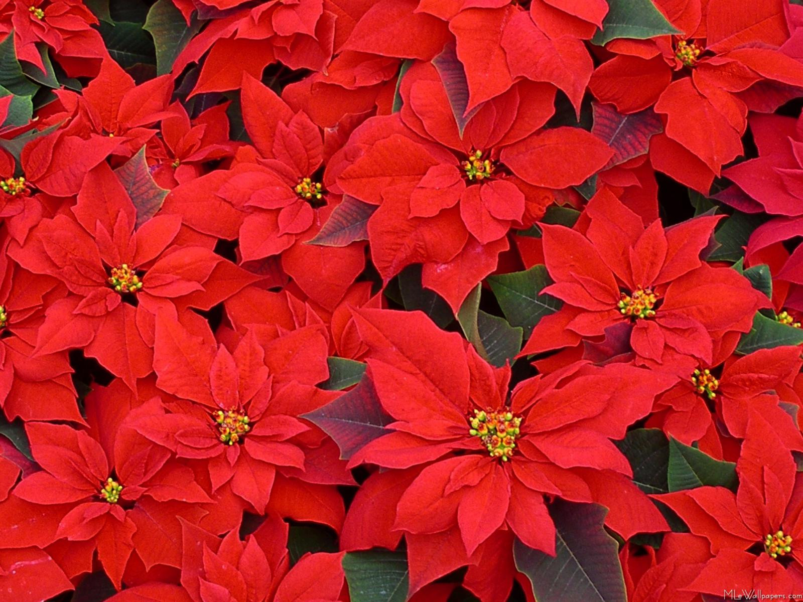 Red Christmas Flower
 Teach Learn Run Holidays and life on both sides of the lawn