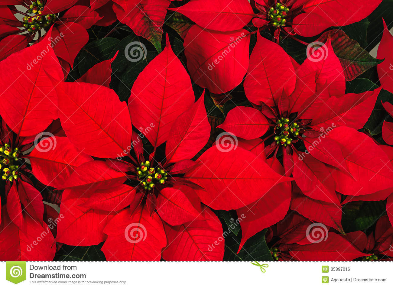 Red Christmas Flower
 Poinsettia Flower Royalty Free Stock Image Image