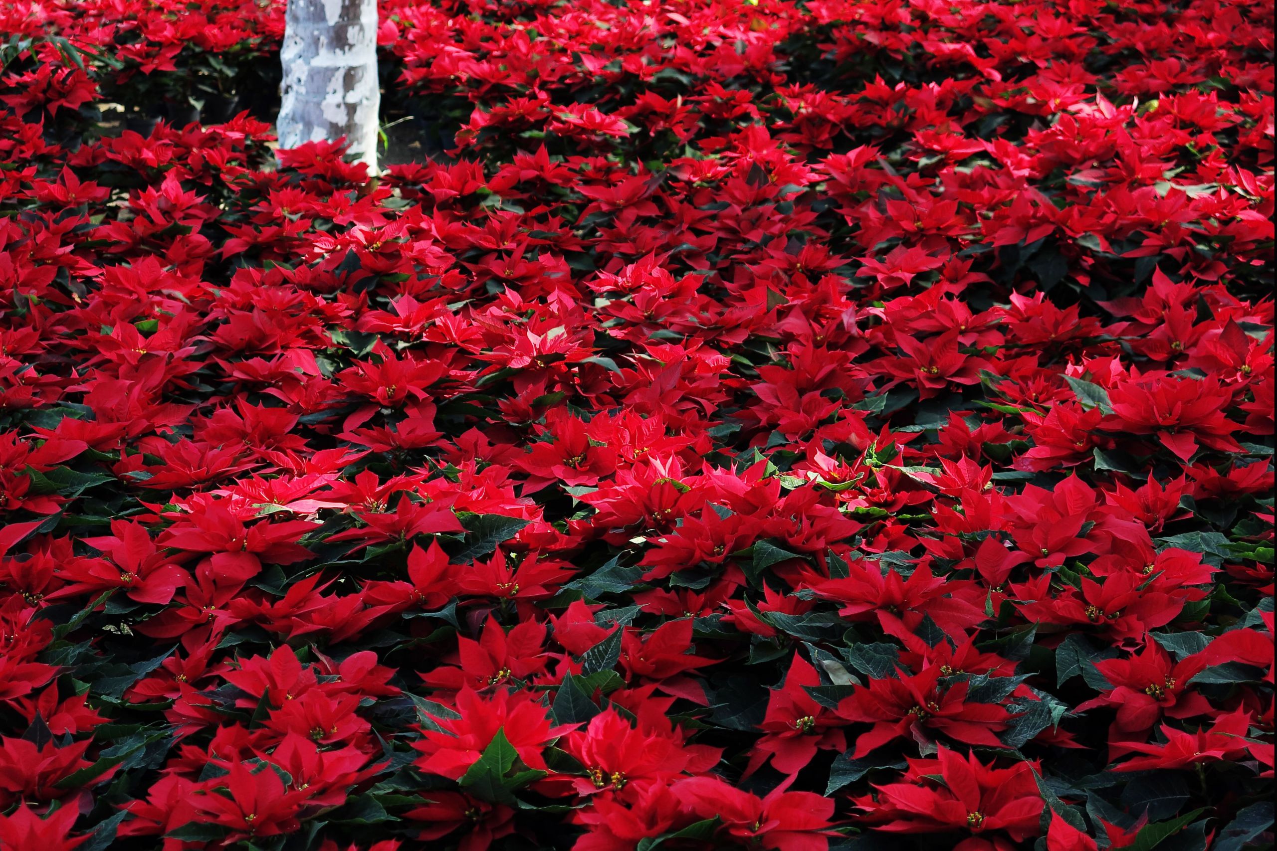 Red Christmas Flower
 Poinsettia Mexican Christmas Flower