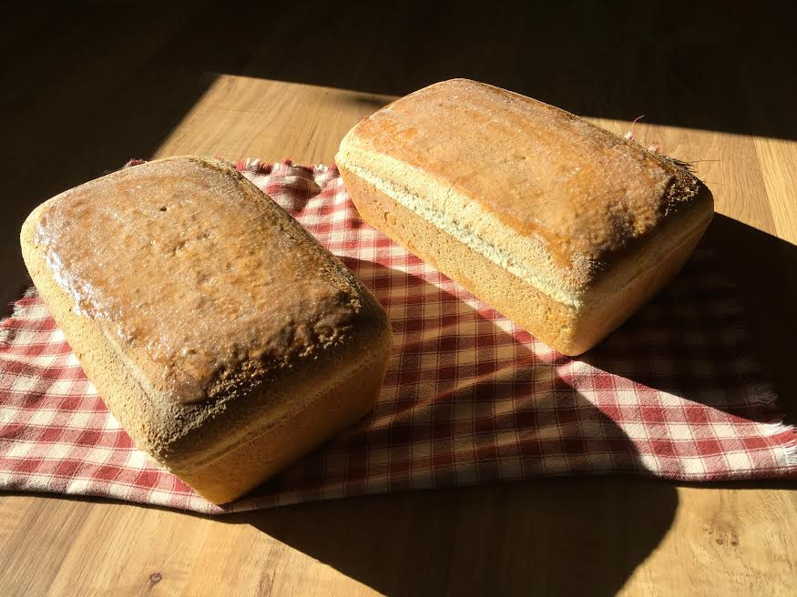 Salt Risen Bread Recipes
 The Amish Cook Savoring Salt Rising Bread Amish 365