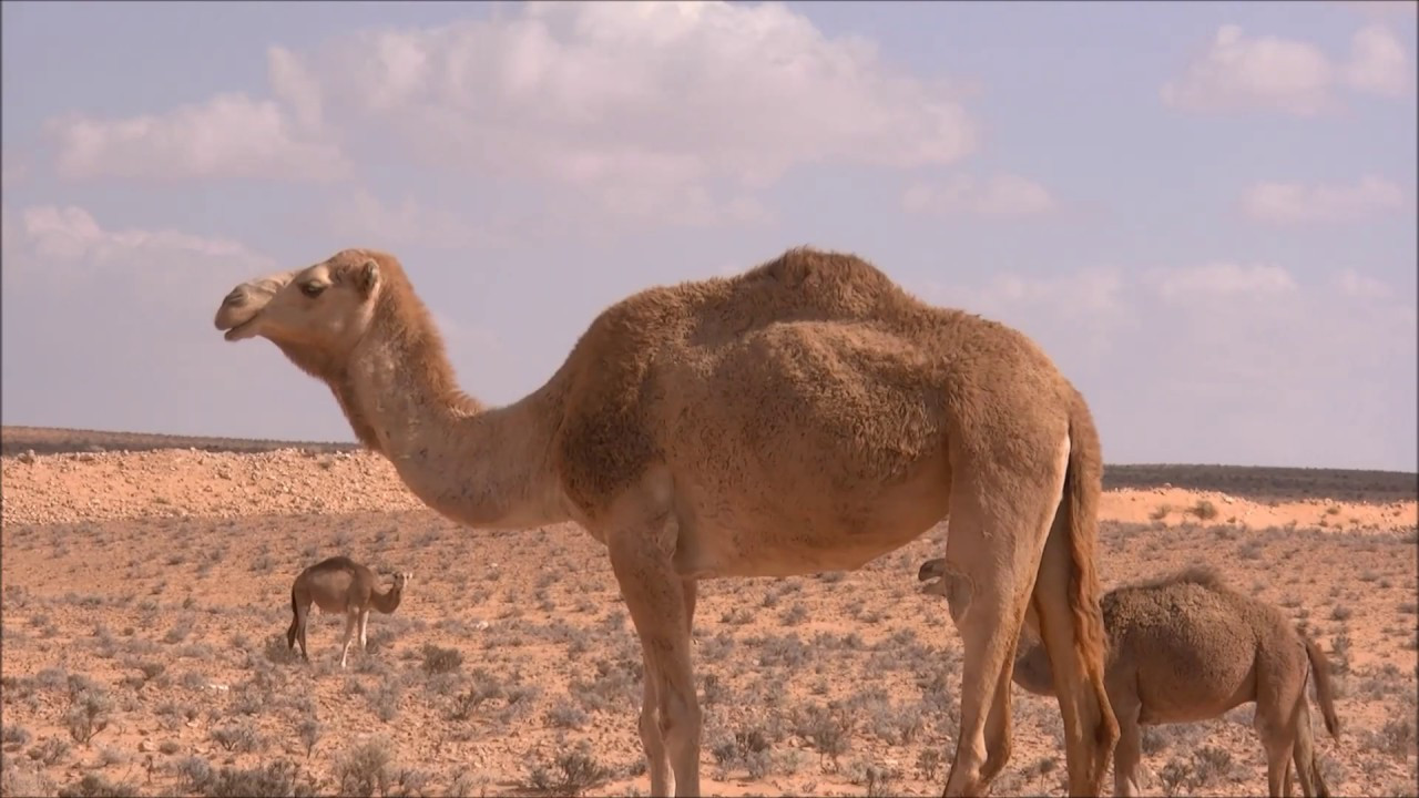 Ships Of The Dessert
 Ships of the Desert The Secrets of Camel