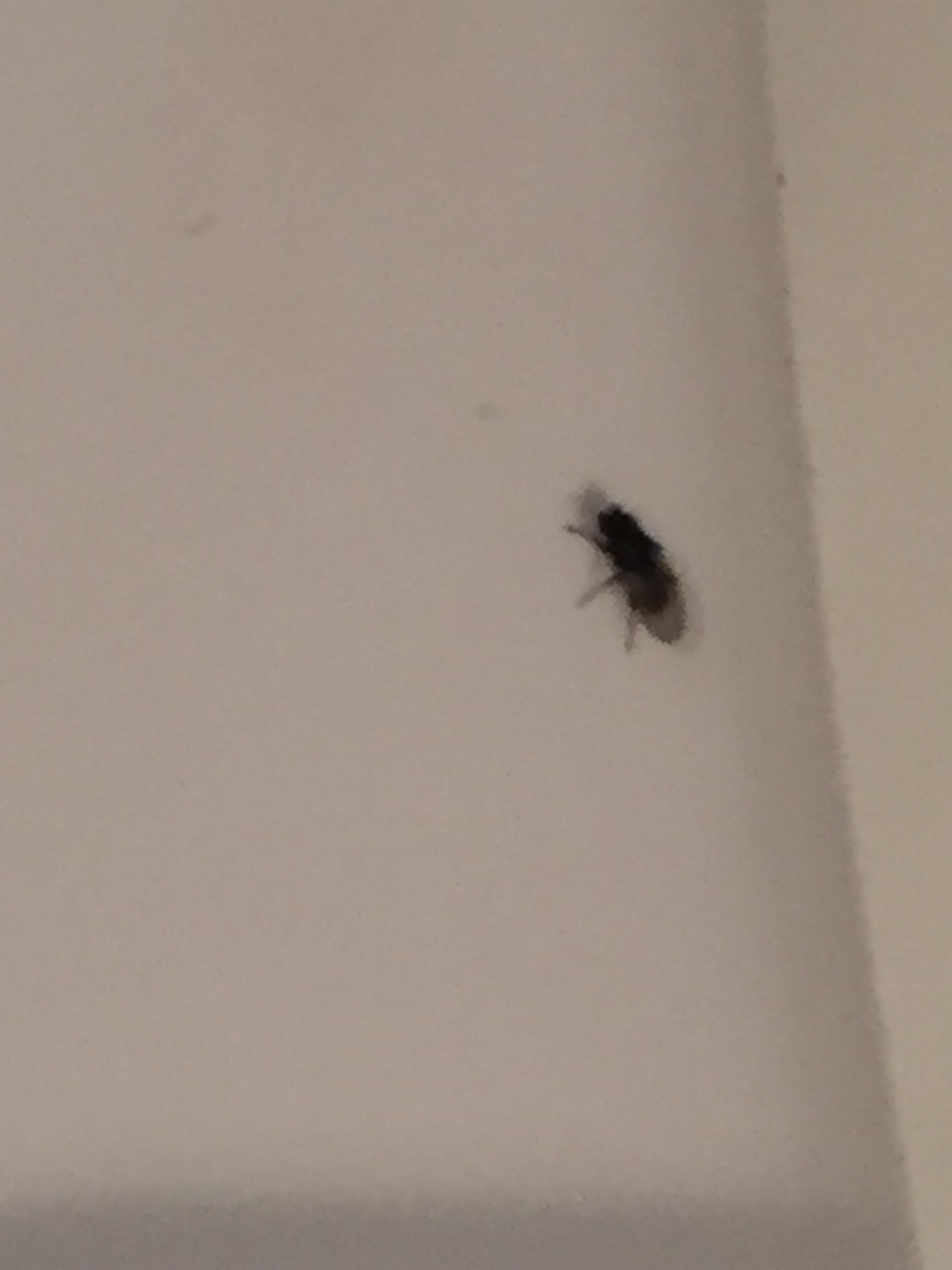 Small Black Flies In Bathroom
 My bathroom is infested with tiny black flies Ask an Expert