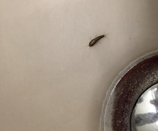 Small Black Flies In Bathroom
 Bugs in Bathroom Sink Picture of Hotel Neutor Salzburg