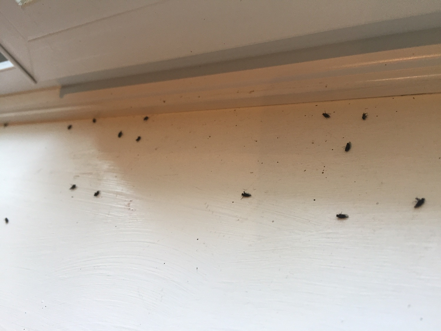 Small Black Flies In Bathroom
 My bathroom is infested with tiny black flies Ask an Expert