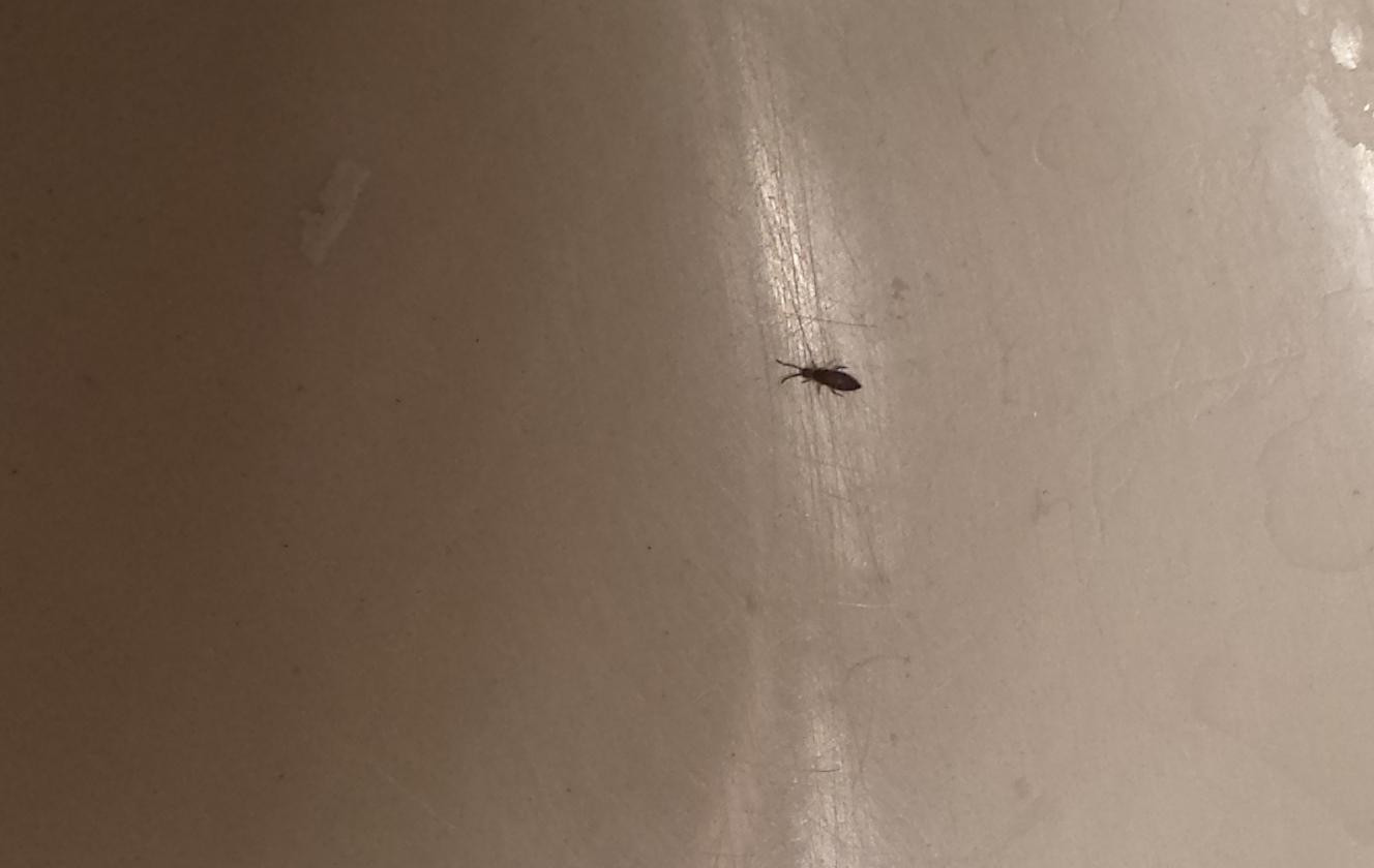 Small Black Flies In Bathroom
 Getting Rid How To Get Rid Springtails In Bathroom