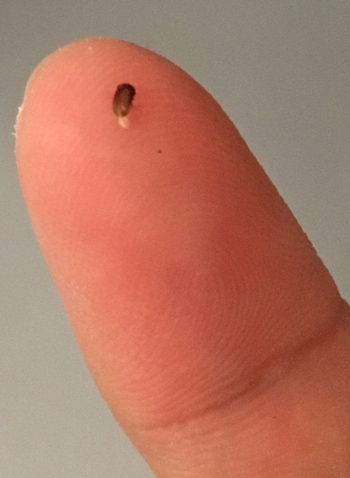 Small Brown Bugs In Kitchen
 [Honolulu HI] Small brown bug infestation in my pantry
