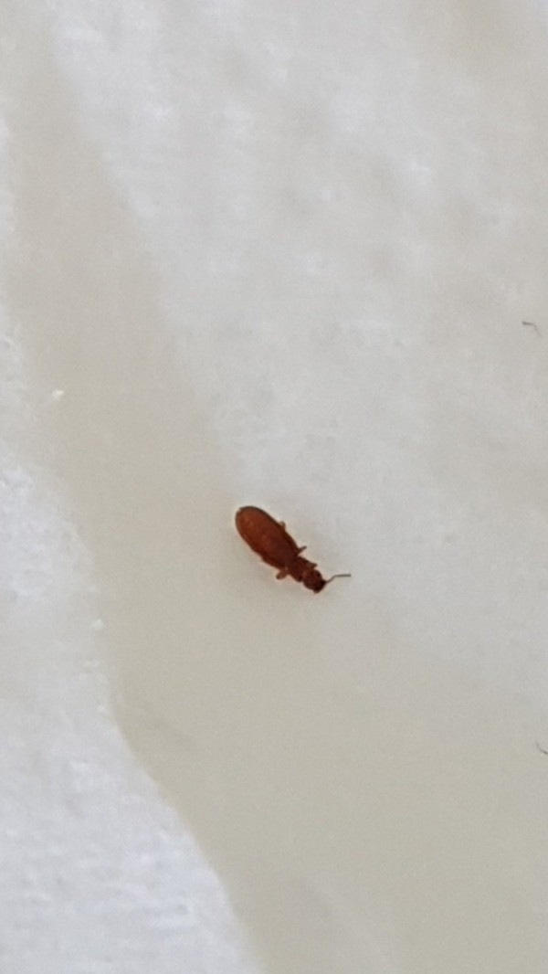 Small Brown Bugs In Kitchen
 Identifying a Tiny Brown Bug
