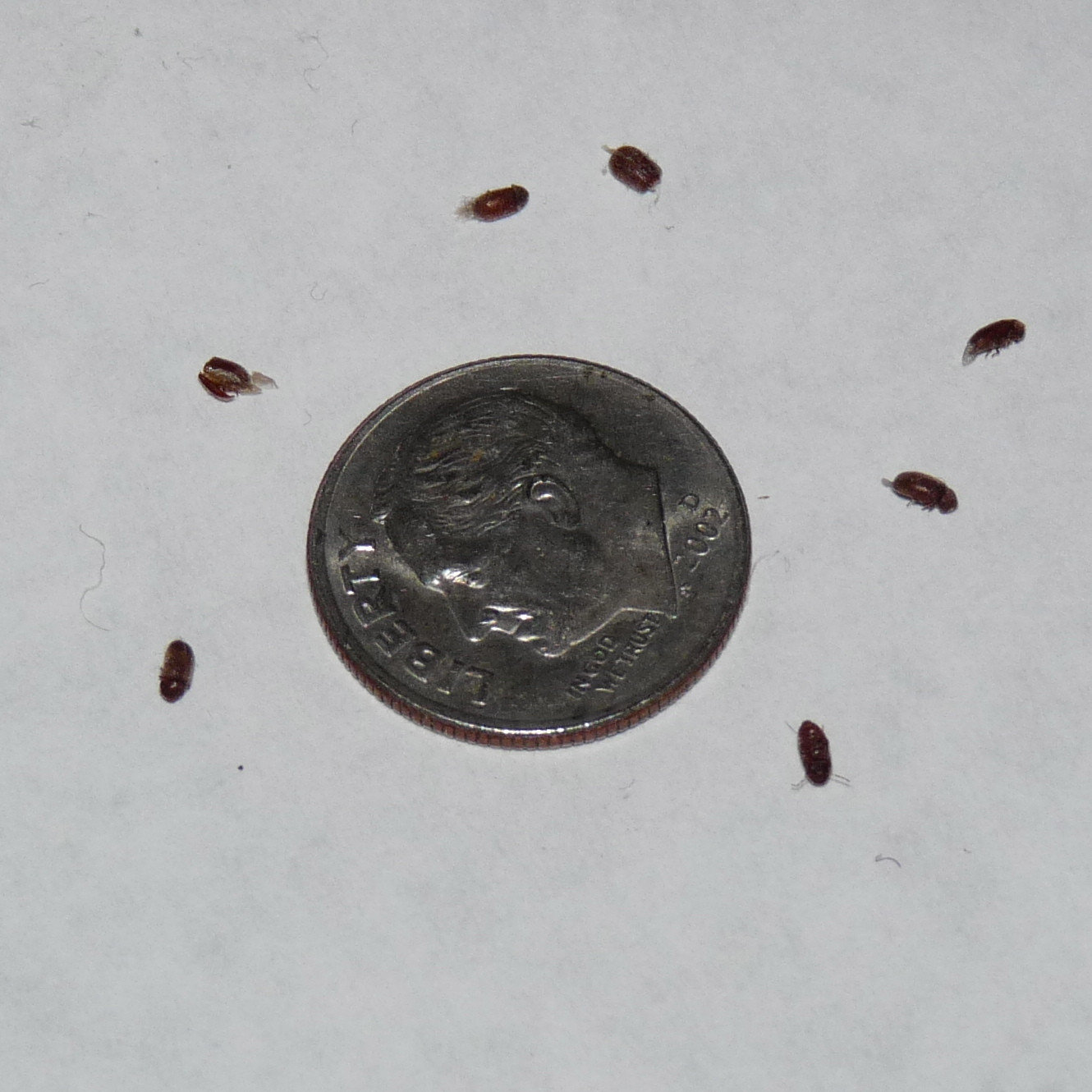 Small Brown Bugs In Kitchen
 Household insect pest Ask an Expert