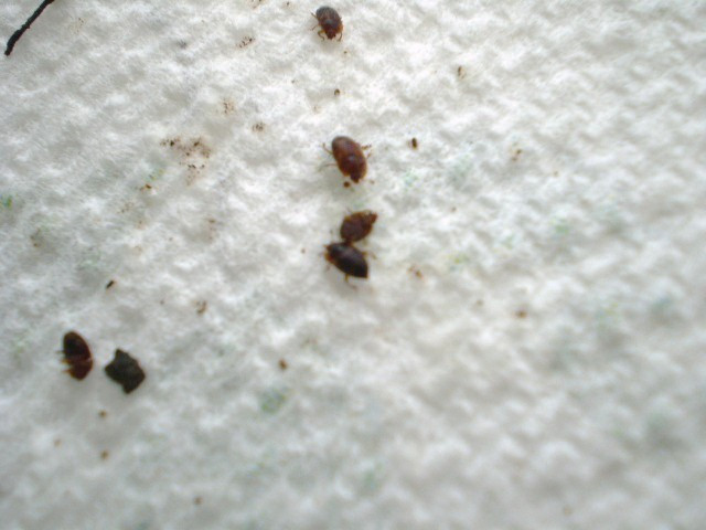Small Brown Bugs In Kitchen
 Green Jean cleanup