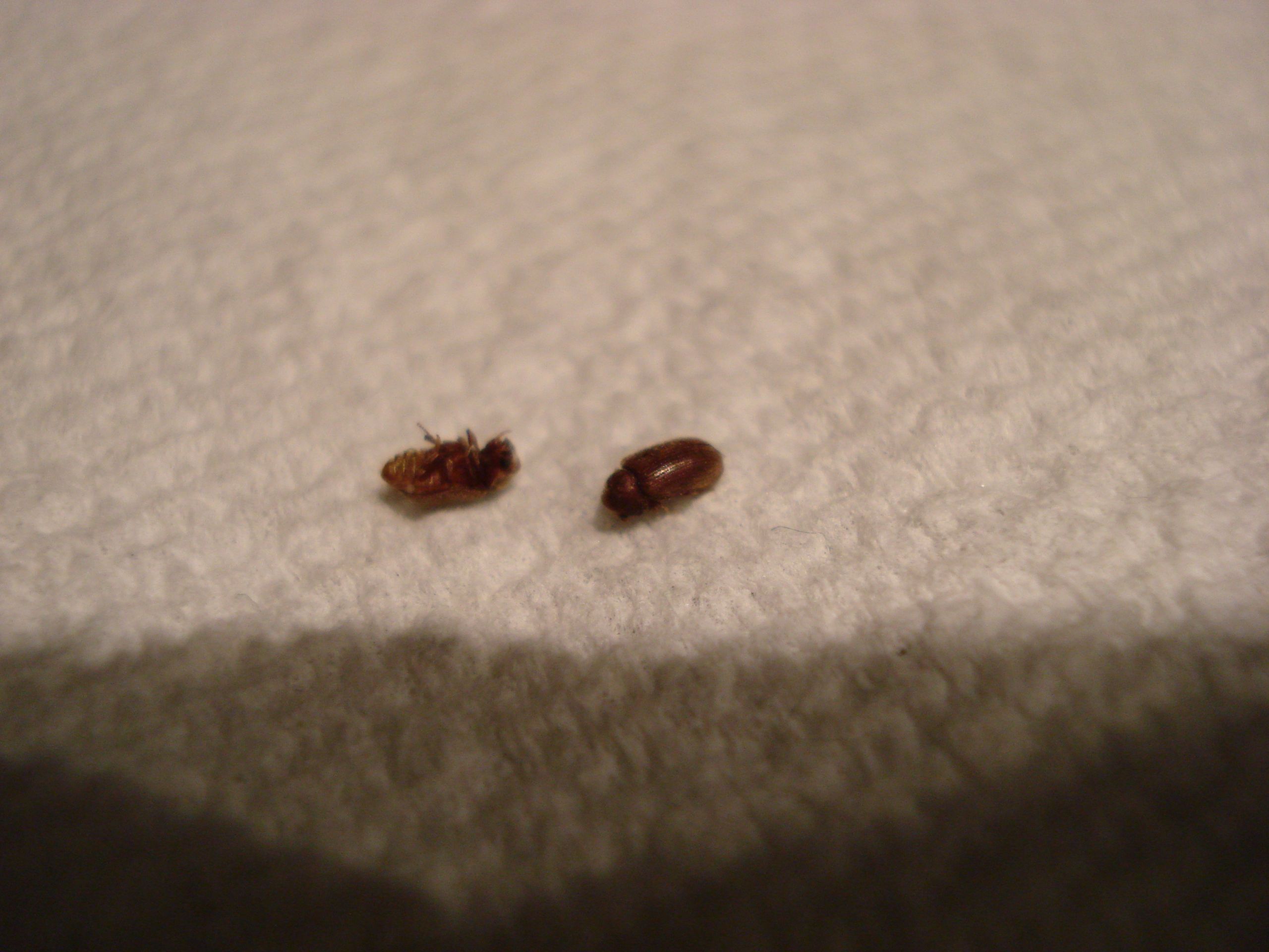 Small Brown Bugs In Kitchen
 Identify Small Bug Ask an Expert