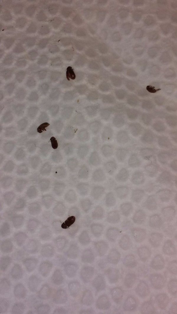 Small Brown Bugs In Kitchen
 Tiny Hard Shelled Bugs on Kitchen Countertops Drug Store