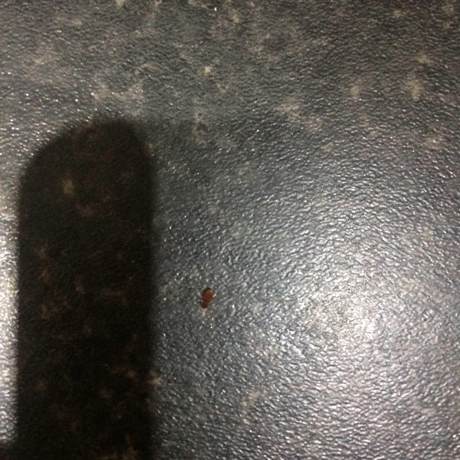 Small Brown Bugs In Kitchen
 Tiny brown bugs in kitchen Ask an Expert