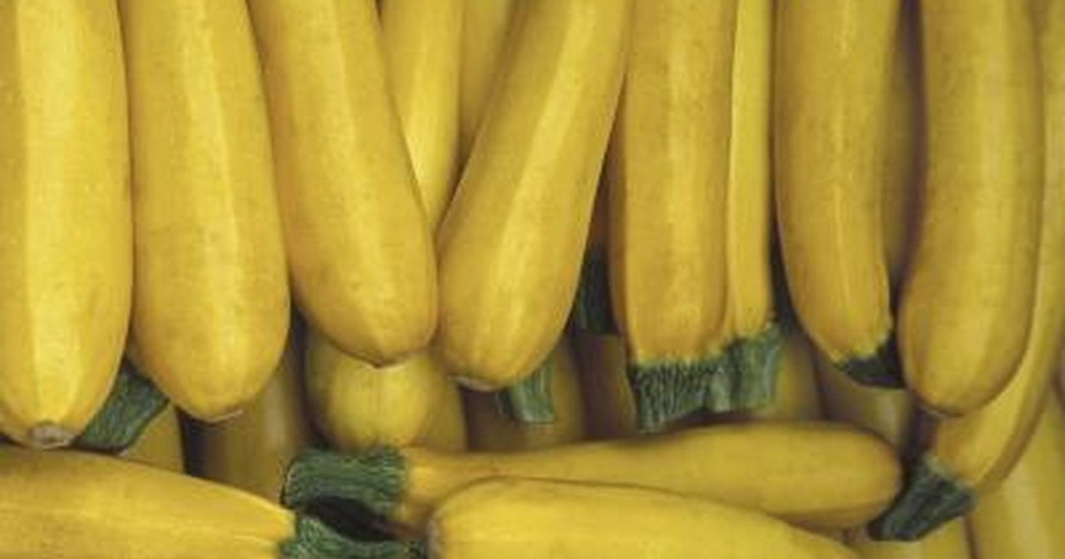 Summer Squash Nutrition
 The Nutritional Value of Yellow Squash