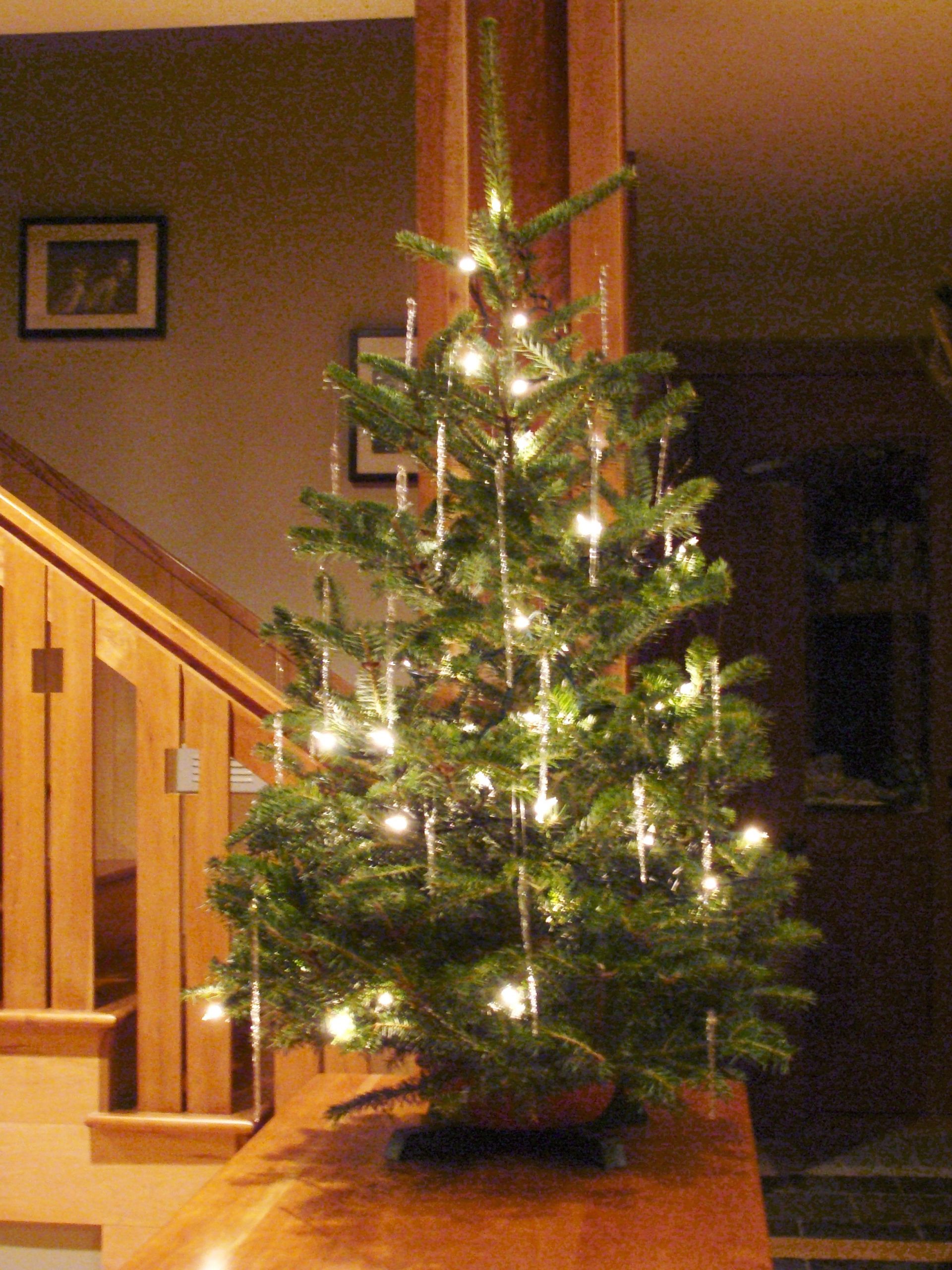 Table Top Christmas Trees
 Live Tabletop Christmas Tree