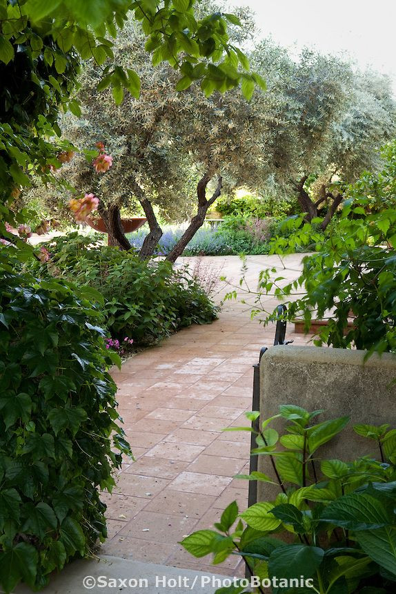 Terrace Landscape California
 Entry to front yard patio terrace garden with olive trees