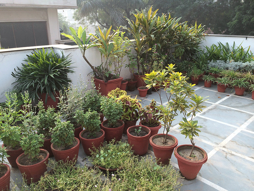 Terrace Landscape India
 Dhara The Earth An Indian gardening blog My roof top