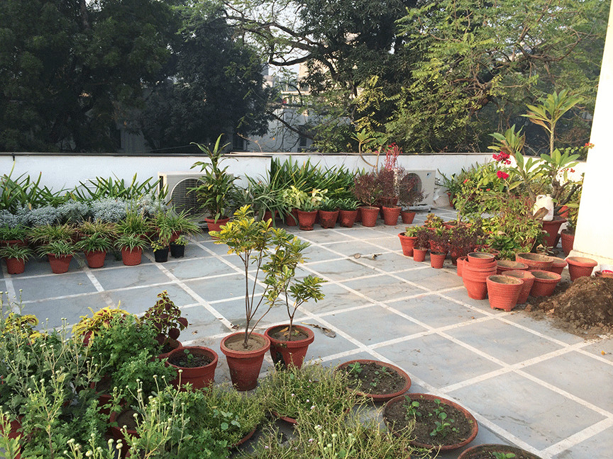 Terrace Landscape India
 Dhara The Earth An Indian gardening blog My roof top