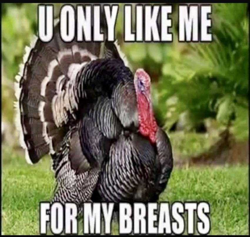 Thanksgiving Turkey Funny
 Funny Turkey Thanksgiving 2019