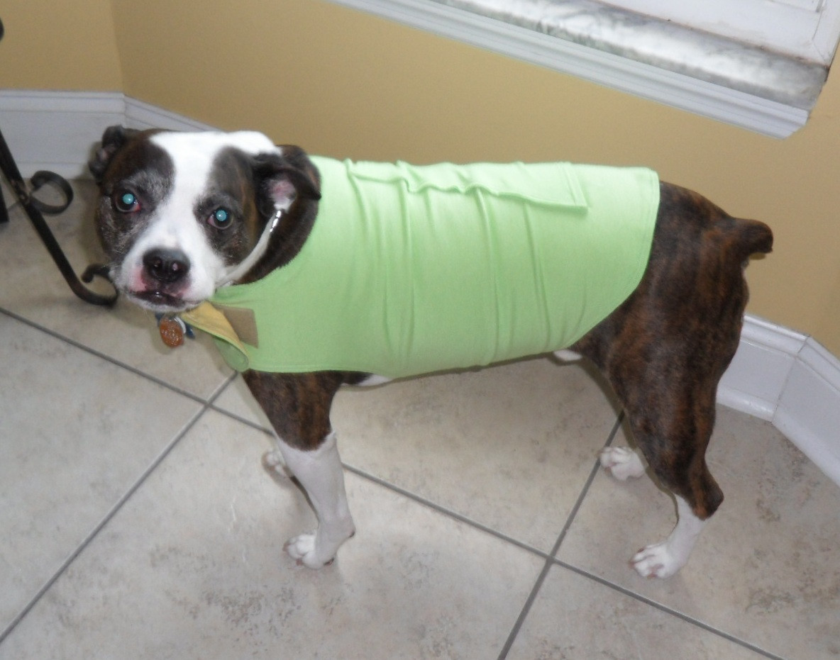 Thunder Wrap For Dogs DIY
 20 the Best Ideas for Thundershirt for Dogs Diy Best