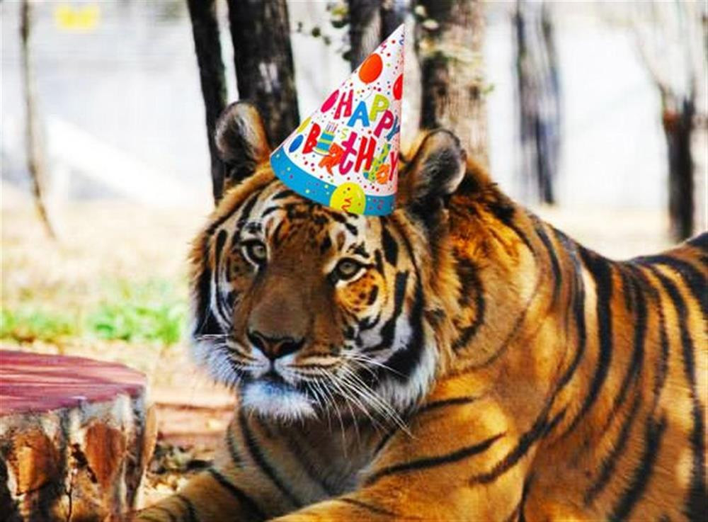 Tiger Birthday Party
 R10 000 birthday party for tiger