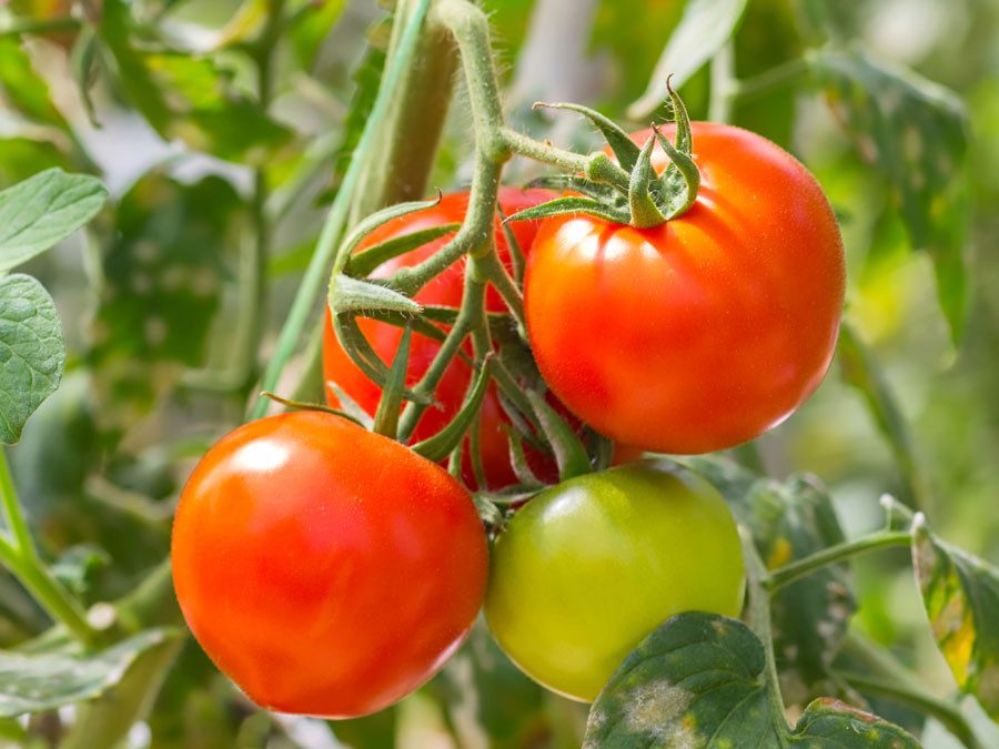 Tomato A Fruit Or Vegetable
 Is a Tomato a Fruit or a Ve able