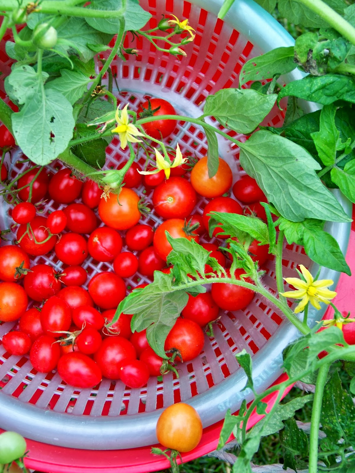 Tomato A Fruit Or Vegetable
 Tell Me A Story CHERRY TOMATOES Fruit or Ve able