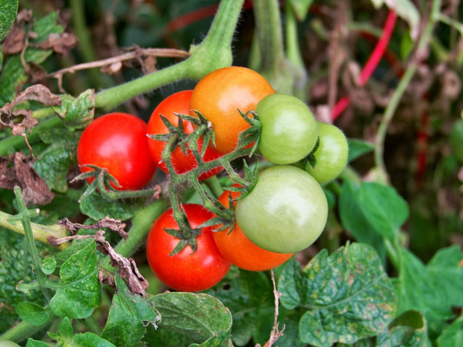 Tomato A Fruit Or Vegetable
 Tell Me A Story CHERRY TOMATOES Fruit or Ve able